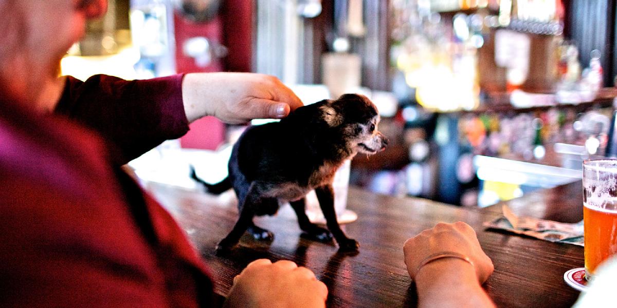 a small old dog on top of the bar at the Nine Pound Hammer bar