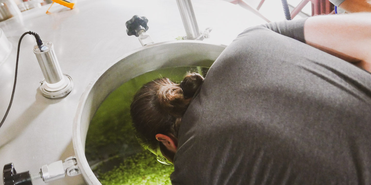 Brewer peers into the mash tun filled with fresh hops